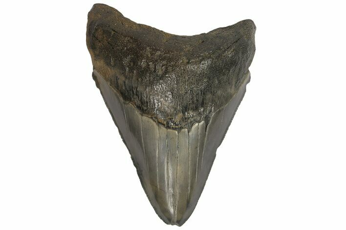 Serrated, Fossil Megalodon Tooth - South Carolina #180985